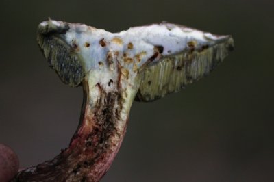 Blauwvlekkende roodsteelfluweelboleet - Xerocomus cisalpinus
