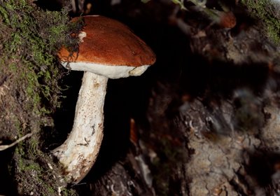 Eikenboleet - Leccinum quercinum