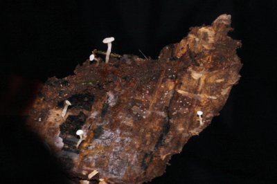 Houtknoopje - Cudoniella acicularis