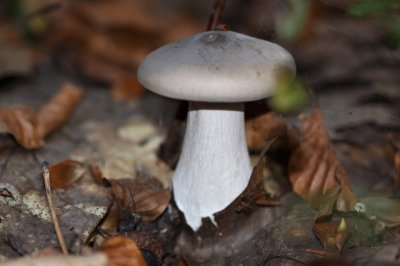 Nevelzwam - Clitocybe nebularis