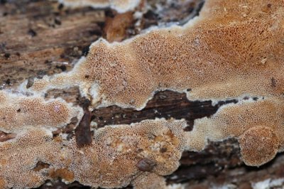 Abrikozenbuisjeszwam - Schizopora flavipora