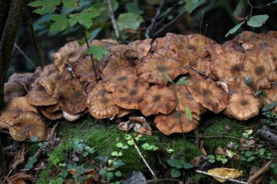 Knolhoningzwam - Armillaria gallica