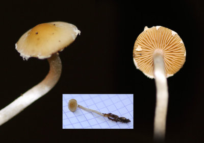 Franjebreeksteeltje - Pholiotina velata