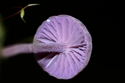 Amethistzwam - Laccaria amethystina