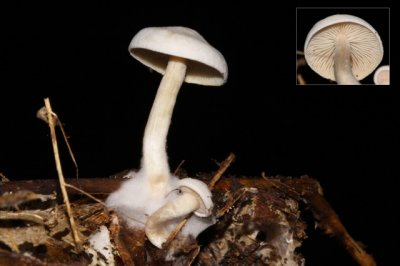 Grote Bostrechterzwam - Clitocybe phyllophila