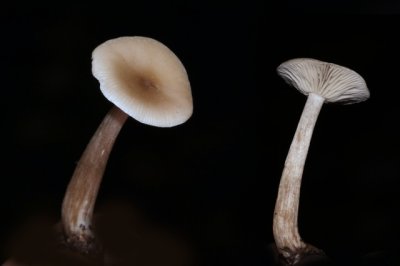 Tweekleurige trechterzwam - Clitocybe metachroa
