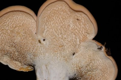 Gele Stekelzwam - Hydnum repandum