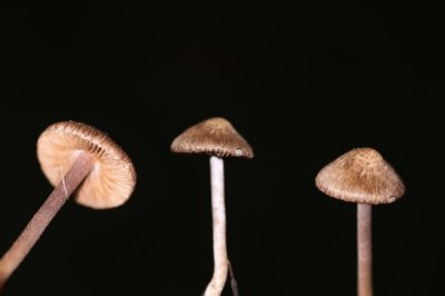 Violetbruine vezelkop - Inocybe cincinnata