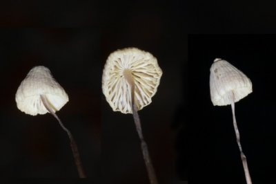 Geelsnedemycena - Mycena flavescens