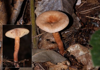 Kaneelkleurige melkzwam - Lactarius quietus