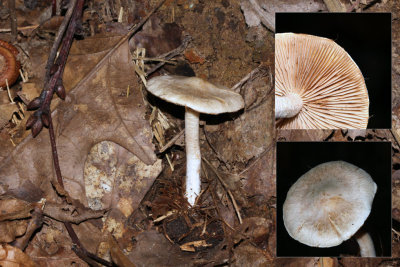 Blonde vezelkop - nocybe sindonia