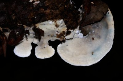 Vaalblauwe Kaaszwam - Oligoporus subcaesius