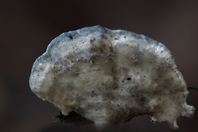 Vaalblauwe Kaaszwam - Oligoporus subcaesius
