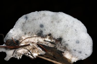 Vaalblauwe Kaaszwam - Oligoporus subcaesius