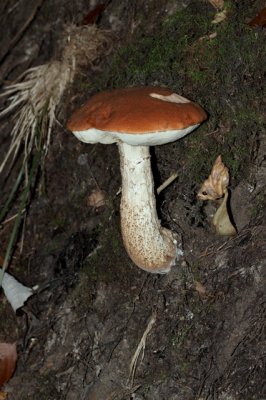 Eikenboleet - Leccinum quercinum