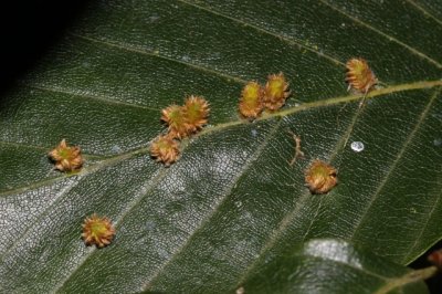 Rood haarmatje - Hartigiola annulipes