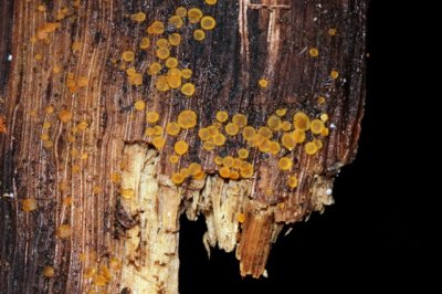 Niersporig Wasbekertje - Orbilia delicatula