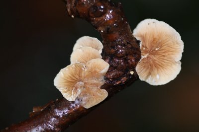 Wit oorzwammetje (s.l.) - Crepidotus variabilis sl, incl. cesatii, lundelii, ...