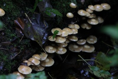 Stobbenzwammetje - Pholiota mutabilis