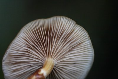 Stobbenzwammetje - Pholiota mutabilis