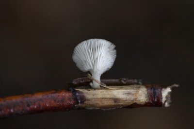 Bleke Harpoenzwam - Hohenbuehelia mastrucata