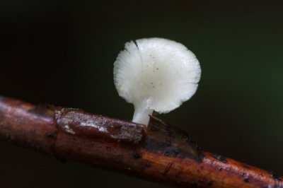 Bleke Harpoenzwam - Hohenbuehelia mastrucata