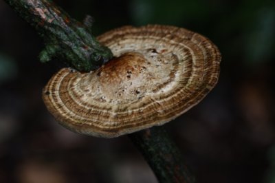 Roodporiehoutzwam - Daedaleopsis confragosa