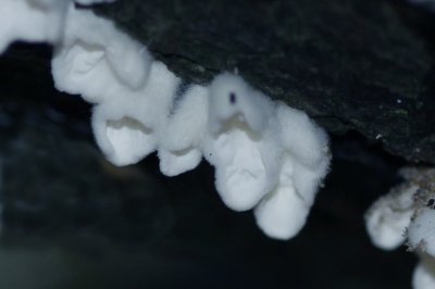 Plooivlieswaaiertje - Plicaturopsis crispa