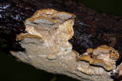 Bleke Borstelkurkzwam - Coriolopsis trogii