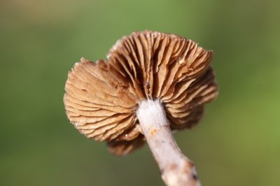 Siersteelgordijnzwam - Cortinarius sertipes