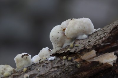 Tweekleurig Elfenbankje	Gloeoporus dichrous