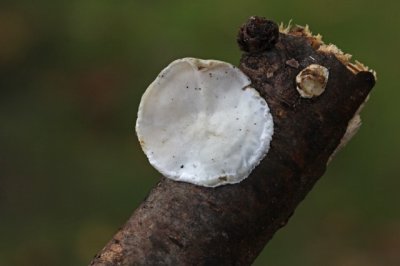 Wit Dwergelfenbankje - Antrodiella semisupina