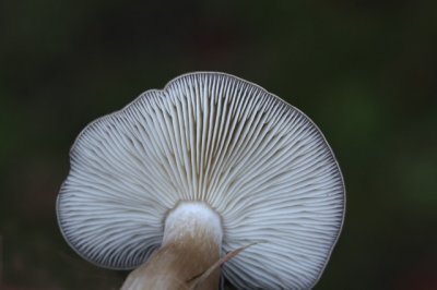 Bruine Bundelridderzwam Lyophyllum decastes