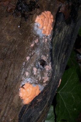 Loodkleurig Netplaatje - Dictydiaethalium plumbeum