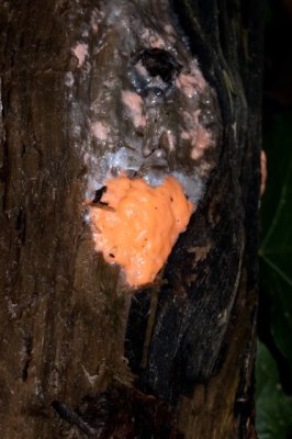 Loodkleurig Netplaatje - Dictydiaethalium plumbeum