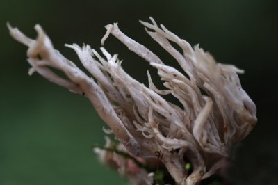 Rimpelige Koraalzwam - Clavulina rugosa