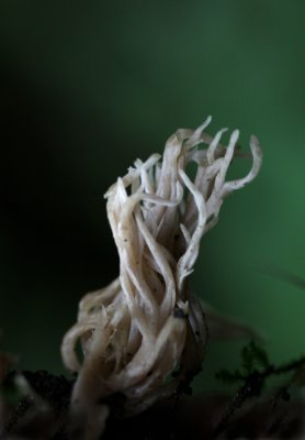 Rimpelige Koraalzwam - Clavulina rugosa