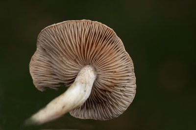 Grote Vaalhoed - Hebeloma sinapizans