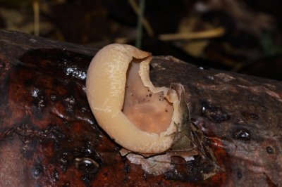 bekerzwamspec
