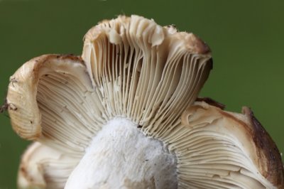 Onsmakelijke kamrussula - Russula pectinatoides