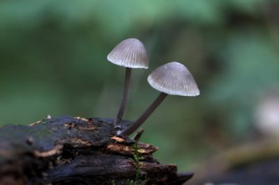 Helmmycena Mycena galericulata
