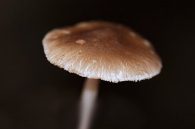 Geaderde hertenzwam - Pluteus phlebophorus