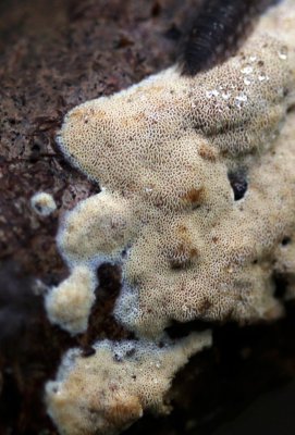Abrikozenbuisjeszwam - Schizopora flavipora