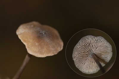 satijnzwamspec.