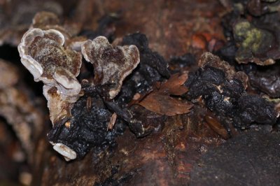 Viltig Judasoor - Auricularia mesenterica