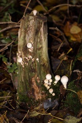 Peervormige Stuifzwam - Lycoperdon pyriforme