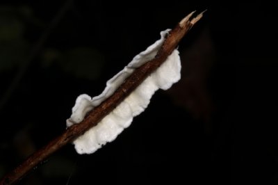 Papierzwammetje - Meruliopsis corium