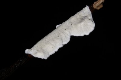 Papierzwammetje - Meruliopsis corium