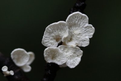 Plooivlieswaaiertje - Plicaturopsis crispa