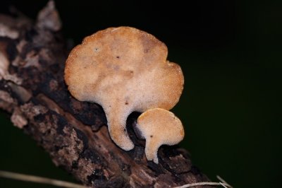 Waaierbuisjeszwam - Polyporus varius